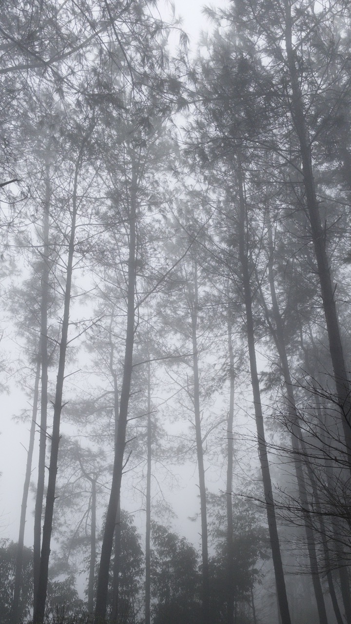 Tall Trees in Rainy Haze